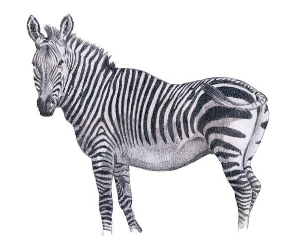 Анатомия зебры