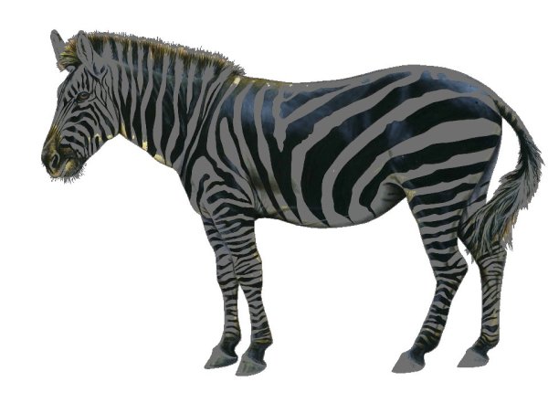 Дикие животные для детей Зебра