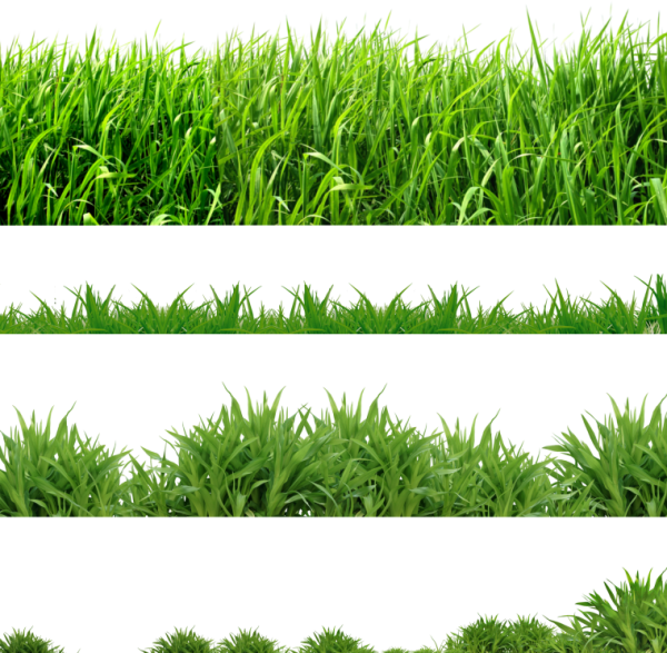 Трава на прозрачном фоне