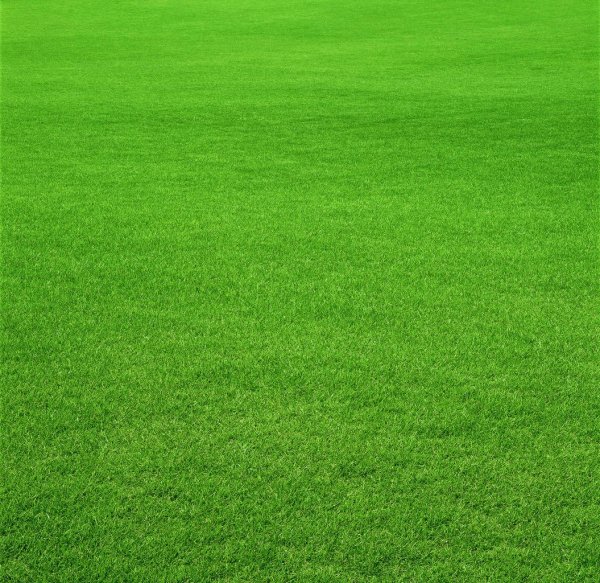 Газонная трава