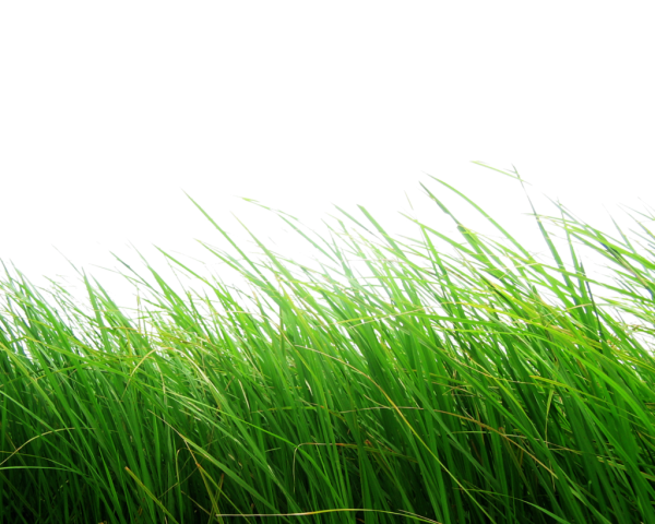 Зеленая травка