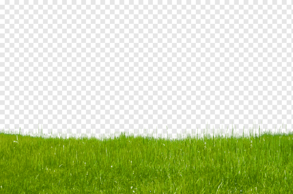 Трава на прозрачном фоне