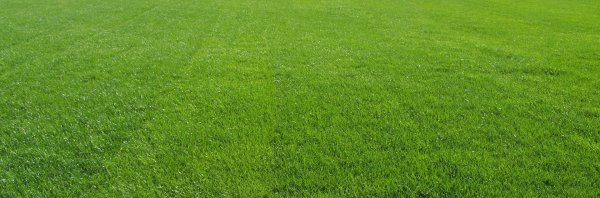 Газонная трава для фотошопа