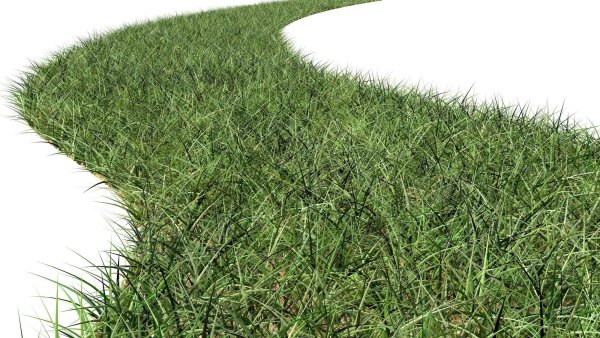 Трава газон на прозрачном фоне