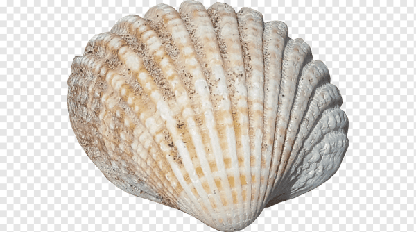 Ракушка для детей