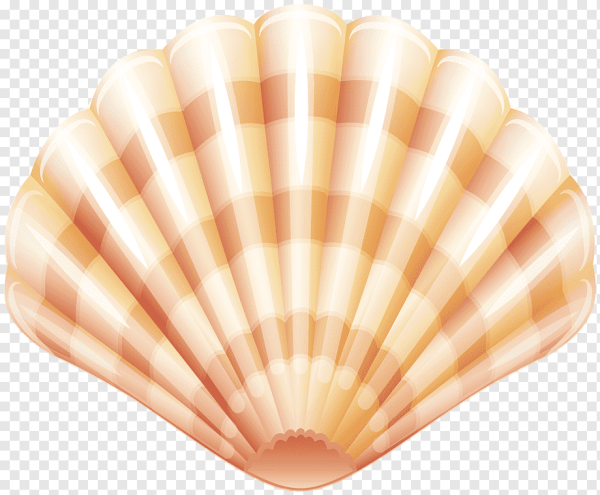 Ракушка для детей