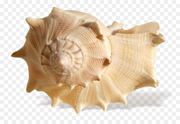 Раковина морского гребешка