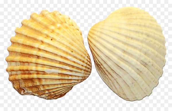 Ракушки жемчужницы морские