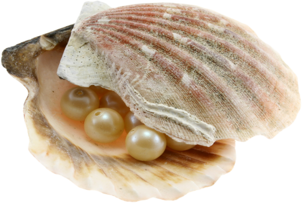 Scallop Shell раковина