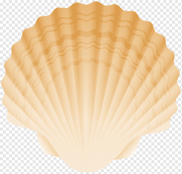 Ребенок с раковиной морской