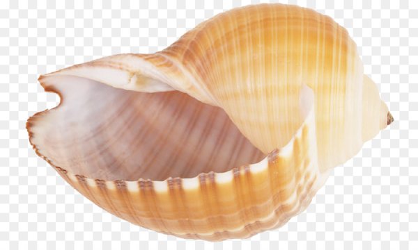 Ракушка для детей