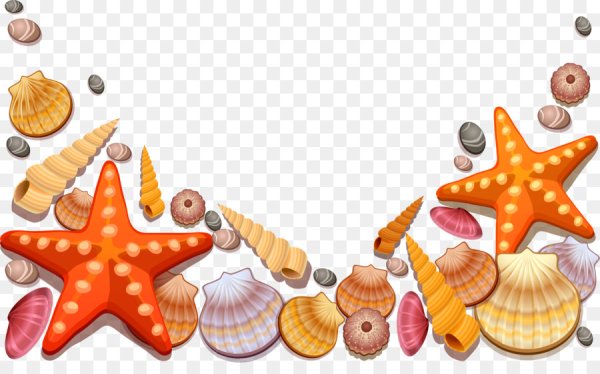 Ракушки на прозрачном фоне для фотошопа