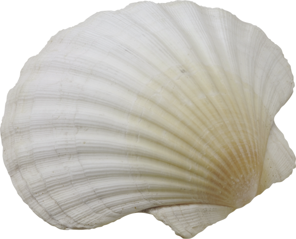 Спиральные раковина на белом фоне