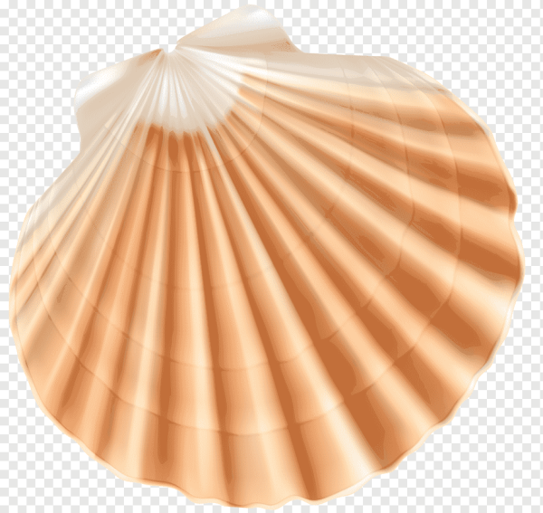 Ракушка для детей