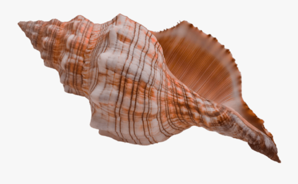 Печать Ракушка