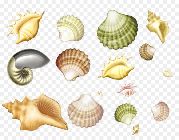 Печать Ракушка