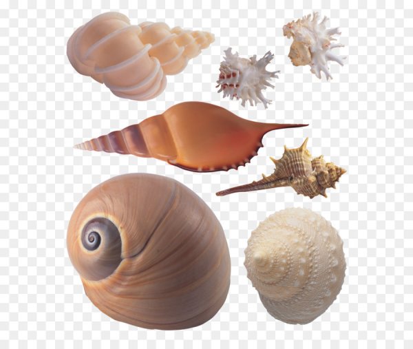 Раковина моллюска