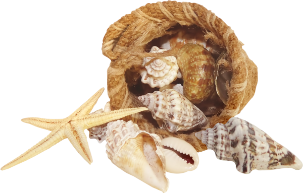 Ракушка плоская