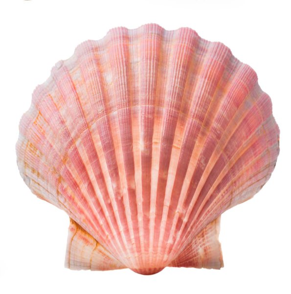 Ракушки на прозрачном фоне