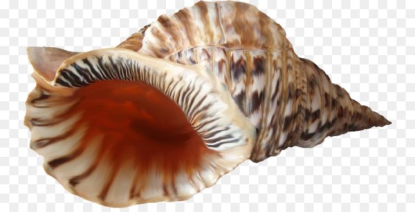 Ребенок с раковиной морской