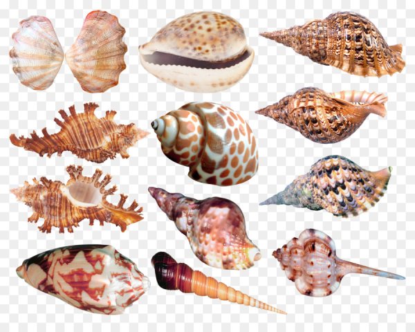 Раковина моллюска