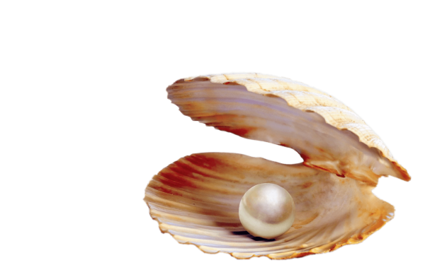 Морские ракушки на прозрачном фоне