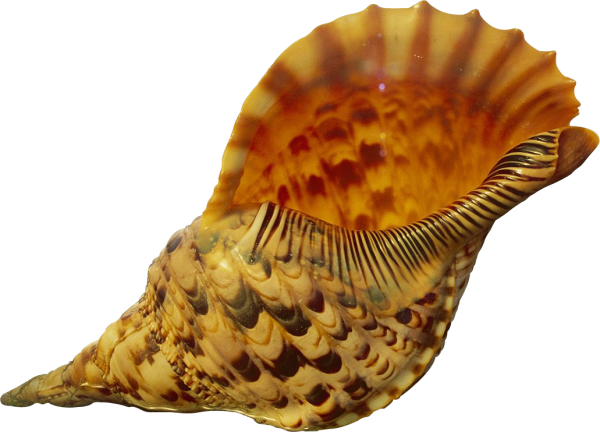 Розовая Ракушка