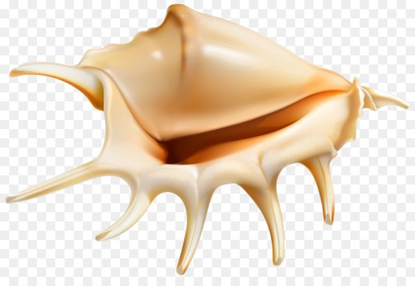 Ракушка Жемчужница