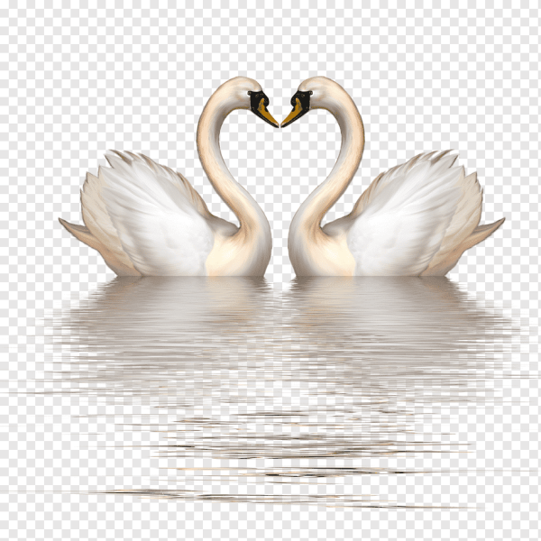 Свадебные лебеди