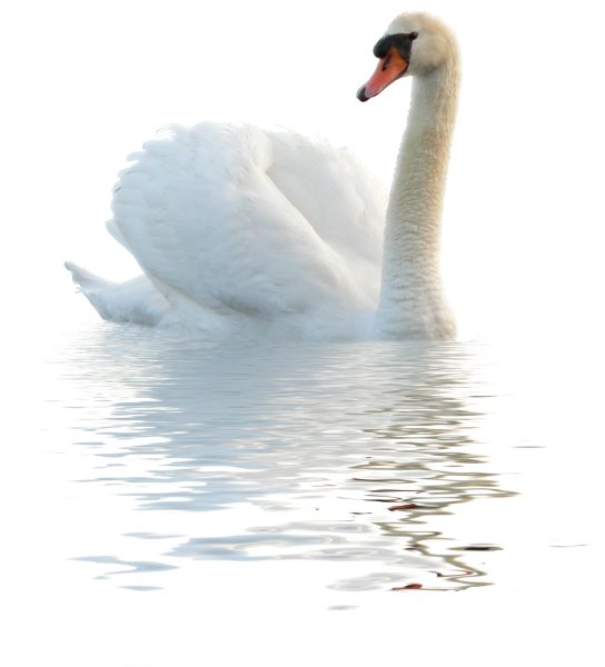 Белый лебедь