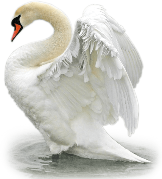 Лебедь шипун на белом фоне