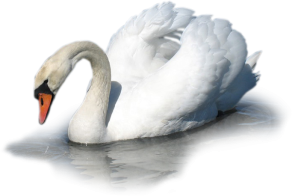 Лебедь на белом фоне