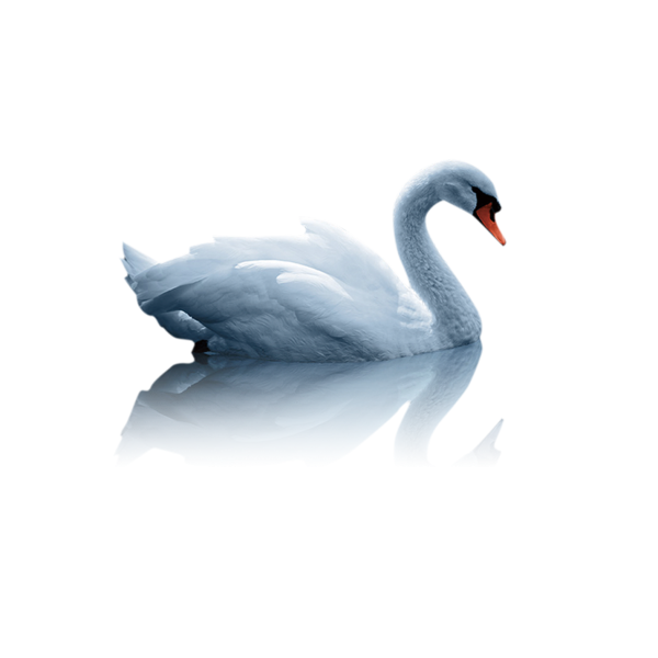 Лебедь на белом фоне