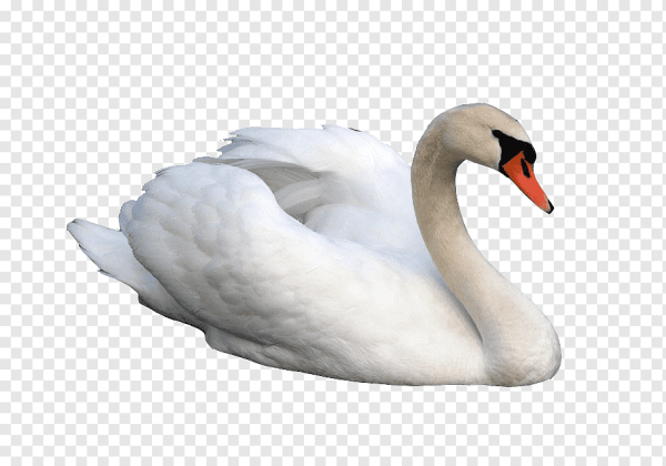 Лебедь на прозрачном фоне