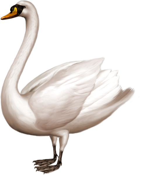 Лебедь на прозрачном фоне