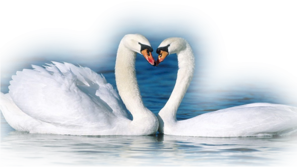 Лебедь на прозрачном фоне