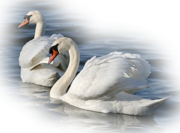 Лебеди на прозрачном
