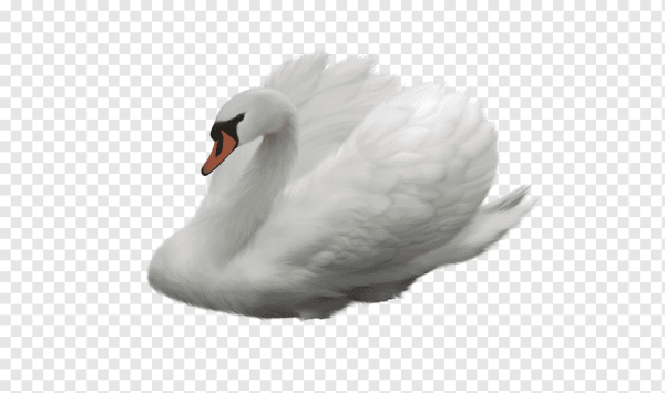 Лебеда на белом фоне