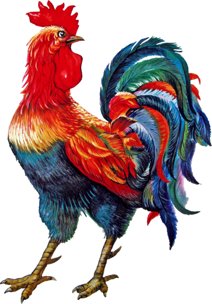 Красочный петух