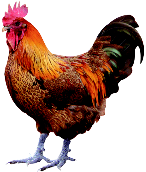 Петух на белом фоне