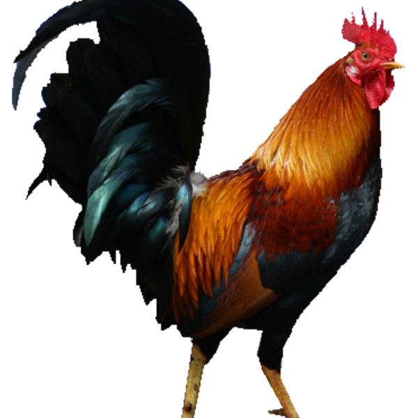 Петух на белом фоне