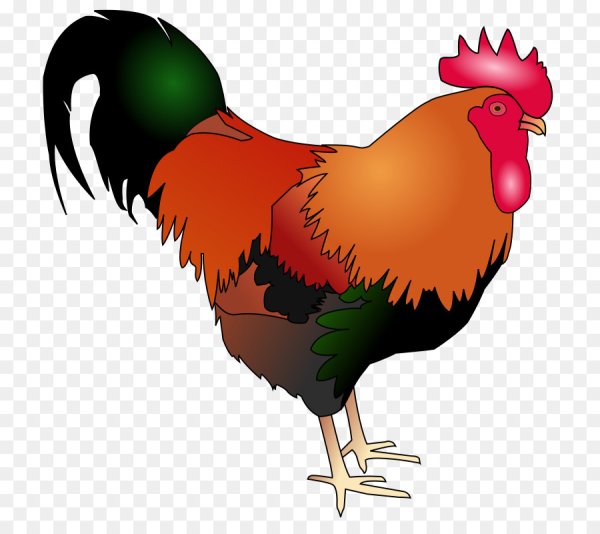 Cockerel на прозрачном фоне