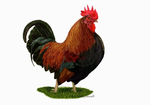 Петух на белом фоне