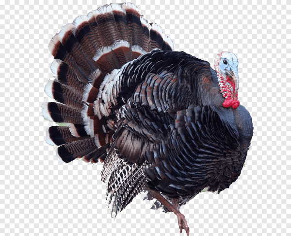 Черные индюшки