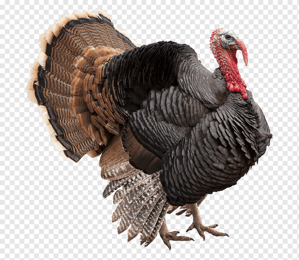 Индюк для детей