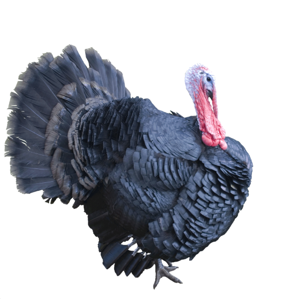 Turkey индейка