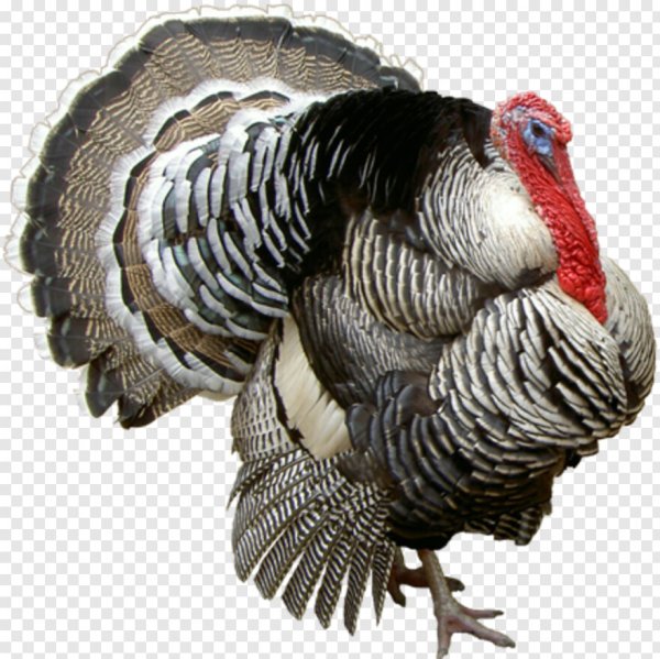 Индюк на белом фоне