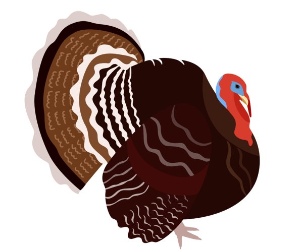 Индюк индюшка индюшонок