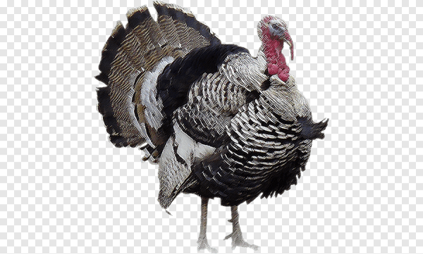 Индейка без фона