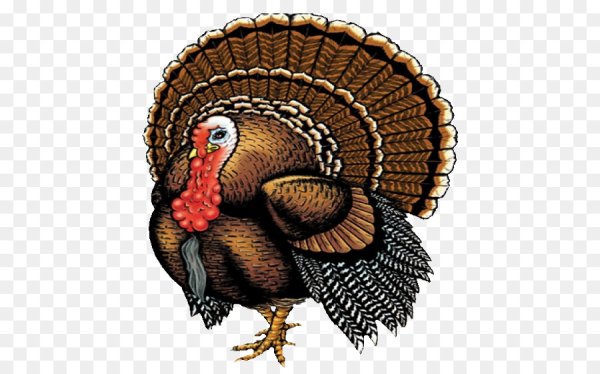 Индюк картина